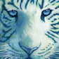 Strength Revealed In The Depth of the Soul - a tiger closeup wall art print